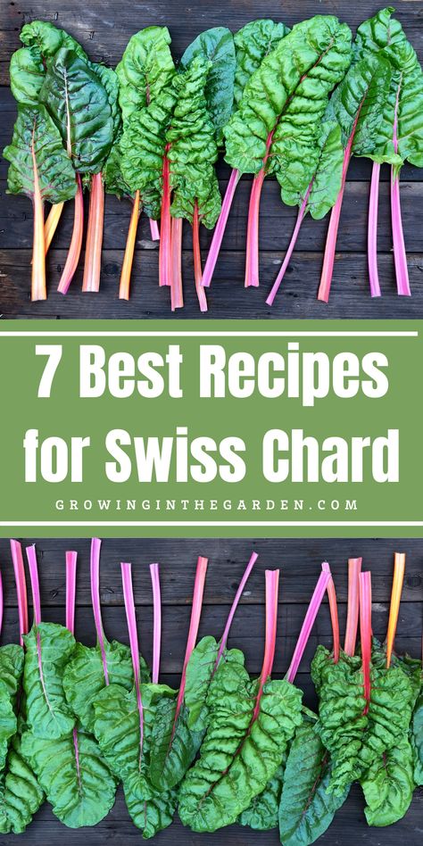 Swiss chard is power packed with nutrients and easy to grow. It belongs in every garden. Learn how to grow Swiss chard and how to incorporate it into your diet with the best recipes for Swiss chard. Roasted Swiss Chard Recipes, Recipe Swiss Chard, Recipes Using Swiss Chard, How To Use Swiss Chard, Best Swiss Chard Recipes, Swiss Chard Salad Recipes, Recipes From The Garden, What To Do With Swiss Chard, Swiss Chard Soup Recipes