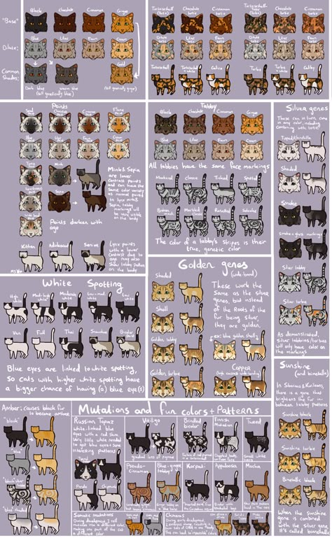 Cat Color Chart, Cat Genetics, Cat Drawing Tutorial, Cats Art Drawing, Cat Anatomy, Cat References, Warrior Cats Fan Art, Warrior Cat Drawings, Warrior Cat Oc