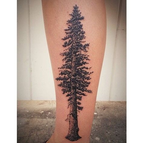 Sequoia Tattoo, Cedar Tattoo, Cedar Tree Tattoo, Tree Tattoo Sleeve, Redwood Tree Tattoo, Redwood Tattoo, Full Circle Tattoo, Tree Tat, Tree Sleeve Tattoo