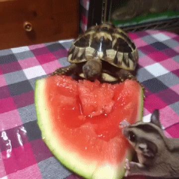 via GIPHY Turtle Eating, Russian Tortoise Diet, Tortoise Care, Desert Tortoise, Eating Watermelon, Sugar Bears, Cute Turtles, Sugar Glider, A Turtle