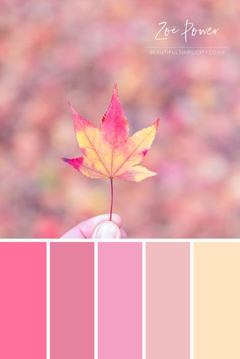 Au autumn / fall colour palette in pastel tones inspired by this beautiful Acer leaf. Available to buy as a print in a range of formats, as well as greeting cards, postcards, notebooks, stickers, tote bags, coasters and more. #colourpalette #colorpalette #pastel #autumn #fall #Acer #leaf Fall Pink Palette, Pastel Autumn Aesthetic, Pastel Tones Palette, Fall Colour Palette, Pastel Autumn, Aqua Color Palette, Beach Color Palettes, Hydrangea Colors, Pastel Sunset