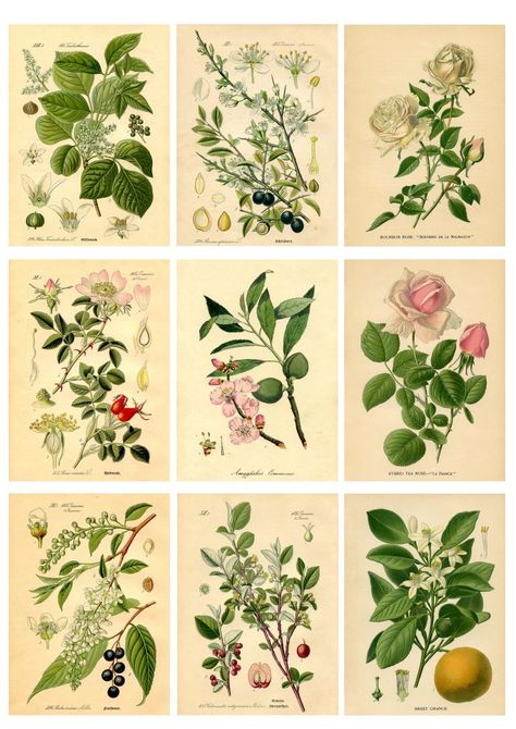 DIY Botanical Labels or Tags - Free Printable Botanical Labels, Botanical Prints Free, Shabby Chic Printables, Botanical Printables, Tags Ideas, طابع بريدي, Large Scale Art, Free Vintage Printables, Different Types Of Flowers