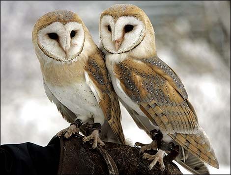 Barn Owls pair. Barn Owls mate for life and become very emotionally attached to their partner. Meet the Barn Owl - Album on Imgur Owl Couple, Owl Facts, Owl Pellets, Barn Owls, Rodent Control, Owl Photos, Owl Pictures, Beautiful Owl, Owl Art