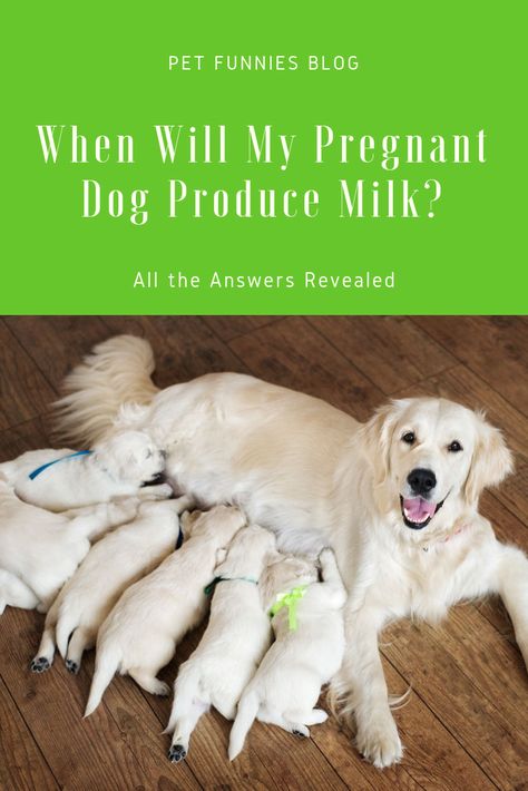 When will my pregnant dog produce milk? I was worried because of the many factors that affected milk production! I did research to lessen the worries. Mom Milk, Essential Oils Dogs, Dog Breeding, Pregnant Dog, Dog Milk, Oils For Dogs, Mother Milk, Milk Production, Milk Supply