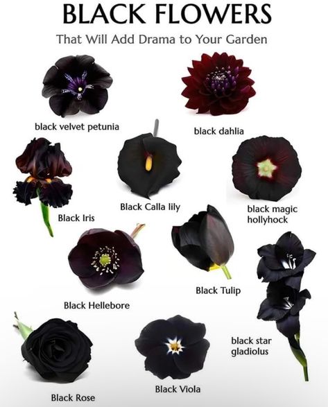 Black Flowers For Wedding, Dark Colored Flowers Bouquets, All Black Garden, Black Plant, Type Of Flowers, Black House Plants, Black Lilies, Moody Wedding Flowers Centerpieces, Black Dahlia Bouquet