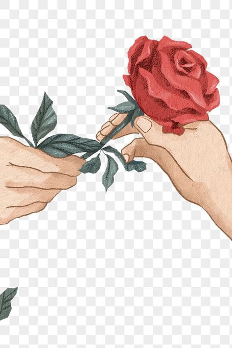 Flower Animated, Delete Background, Rose In Hand, Rose Sketch, Giving Flowers, Rose Png, Graphic Design School, Photoshop Tutorial Typography, Rosé Png