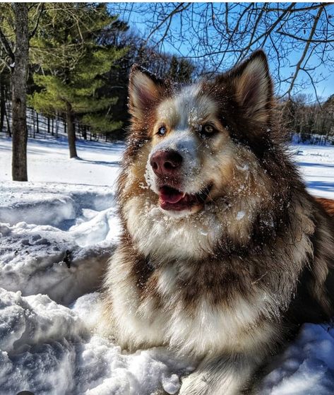 At home in the Huron National Forest Alaskan Malamute Wolf Hybrid, Wooly Husky, Wooly Siberian Husky, Giant Alaskan Malamute, Big Fluffy Dogs, Wolf Dogs, Sled Dogs, Malamute Dog, Breed Dogs