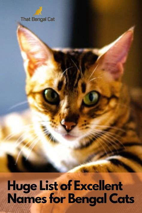 This article is basically just a HUGE list of names for Bengal cats (and some of their meanings). These have been split into themes such as physcial appearance, names of flowers and gemstones. Historical and mythical figures are also an excellent source of potential names for any Bengal cat as are characters from books, TV and film. There's also a list paying homage to the Bengal's Indian roots. So 'dive in and pin,' check out the list and find the perfect name for your Bengal cat. Grey Bengal Cat, Bengal Cat Names, White Bengal Cat, Bengal Cat Personality, Names Of Flowers, Gato Bengali, Girl Cat Names, Silver Bengal, Characters From Books