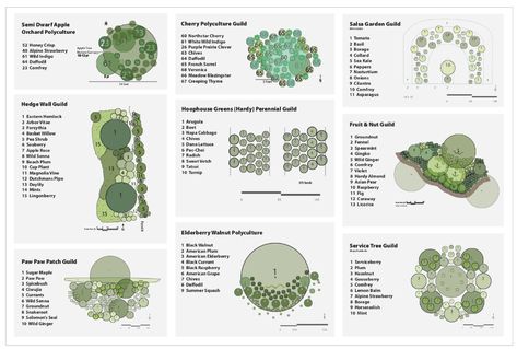 Polyculture Design Permaculture Orchard Design, Food Forest Garden Permaculture Design, Polyculture Garden Design, Polyculture Garden, Fruit Tree Guild, Food Forest Design, Plant Guilds, Permaculture Food Forest, Edible Forest