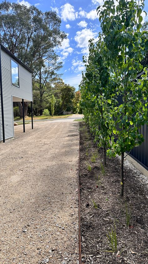 Capital pears grow up the side of our properties. Backyard Area, Little Garden, Pear, Siding, Exterior, Quick Saves