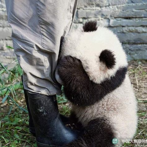 Tiny Panda, Pandas Playing, Baby Panda Bears, Cute Puppy Wallpaper, Panda Eyes, Panda Panda, Panda Bears, Bao Bao, Cute Panda Wallpaper