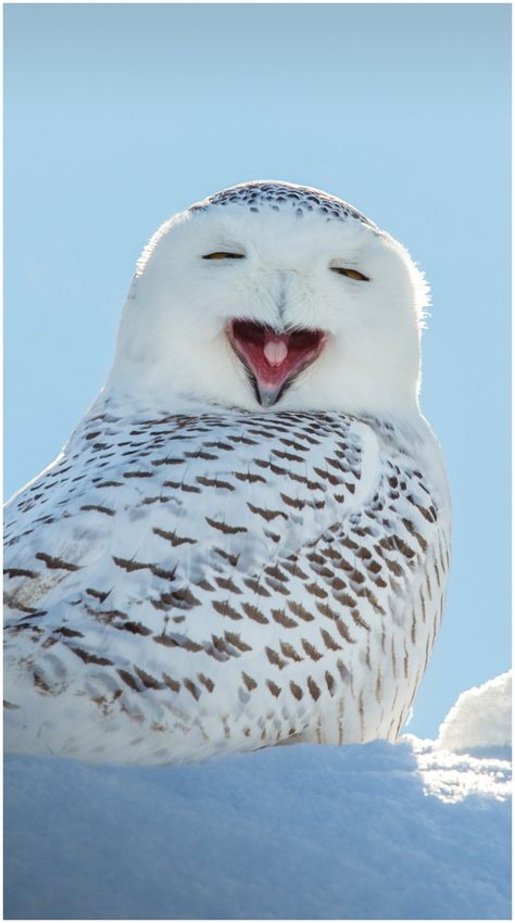 Snowy owl yawning, which makes it look like its laughing, wisconsin, usa - #laughing laughing owl Snowy Owl Wallpaper, North Pole Animals, Snowy Owls, Owl Pictures, The North Pole, Arctic Animals, Creatures Of The Night, Owl Bird, Snowy Owl