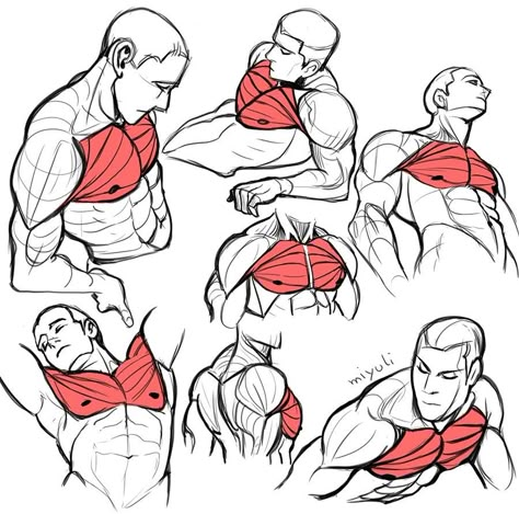 Anatomía artística, músculos pectorales Male Figure Drawing, Drawing Anatomy, Anatomy Tutorial, Human Anatomy Drawing, Human Figure Drawing, Human Anatomy Art, Anatomy Sketches, Male Anatomy, Anatomy For Artists