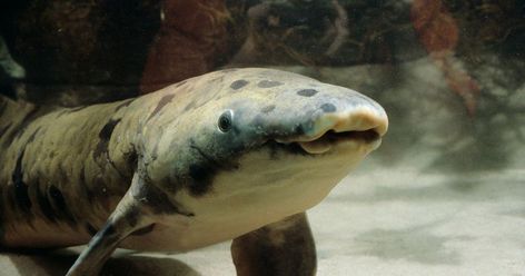 Australian Lungfish Chicago Aquarium, Shedd Aquarium Chicago, Public Aquarium, Shedd Aquarium, Dead Fish, 80 Years, Abc News, Aquarium Fish, Marine Life