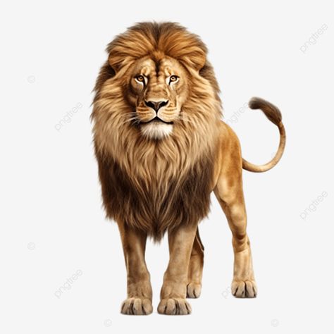 a lion full body clear details 4k real view lion 3d lion king png Lion Full Body, Png King, King Png, 3d Lion, Transparent Image, A Lion, Lion King, Full Body, Graphic Resources