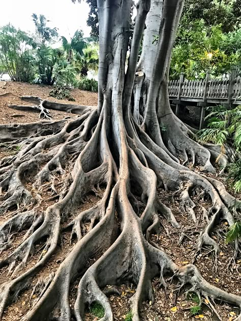 Roots Structure In Nature, Roots Architecture, Tree Root System, Sketchbook Texture, Brittle Starfish, Exposed Tree Roots, Earth Collage, Uprooted Tree, The Tempest Shakespeare