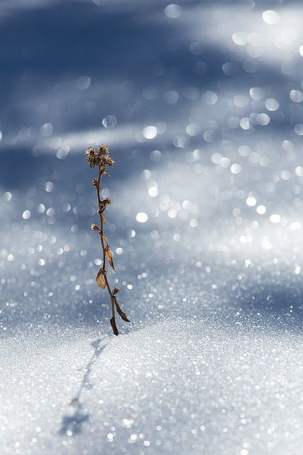 Weed in sparkling snow | Flickr – Chia sẻ ảnh! Sparkling Snow, I Love Snow, Snow Pictures, Cool Winter, Winter's Tale, Winter Love, Winter Magic, Winter Scenery, Winter Beauty