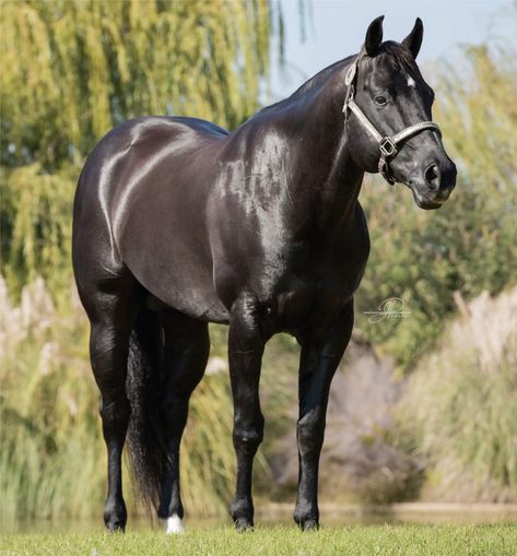 Slick By Design – Stallion Register Directory Black Barrel Horse, Barrel Horses, Aqha Stallion, Quarter Horse Stallion, Aqha Horses, Horse Beautiful, Horse Breeding, Show Jumping Horses, Western Stuff