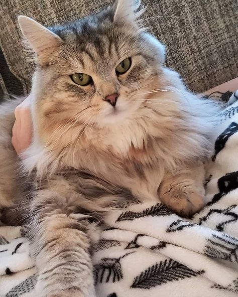 Oryx the Silver Siberian on Instagram: “Serious selfie 😼🐾 #siberiancat #silversiberian #siberian_meowdels #siberian_cat_lovers” Wild Cat Aesthetic, Siberian Cat Aesthetic, Siberian Cats, Siberian Cat, Silver Cat, Cat Boarding, Cat Aesthetic, Cats And Kittens, Cute Cats