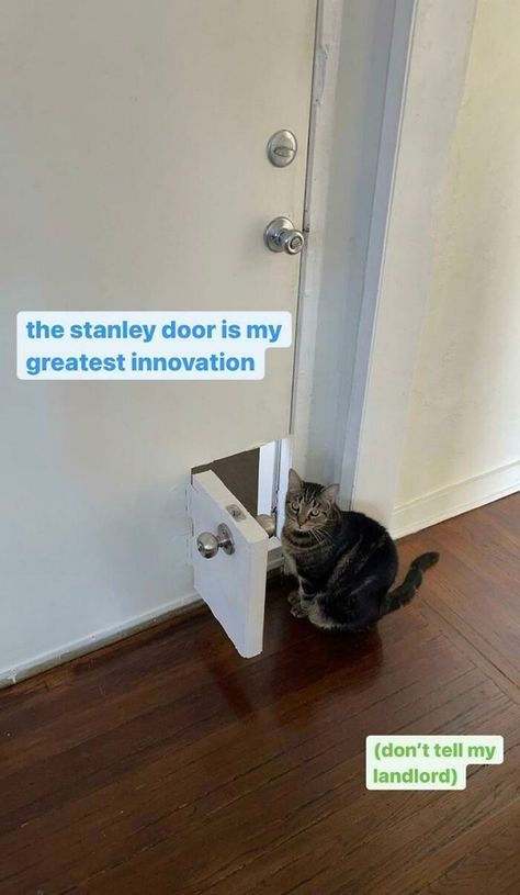 This Guy Built A Mini-Door Complete With Doorknob Into The Front Door At The Place He’s Renting, For His Cat Stanley Diy Interior Cat Door, Diy Fails, Memes Of The Day, Cat Door, Toilet Seat Cover, Funny Animal Memes, Cat Diy, Cat Furniture, Funny Animal