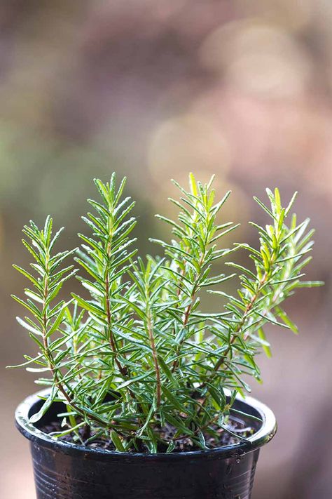 If you love rosemary and want to add it to your herb or kitchen garden, you'll need to know how to propagate this plant. In this guide we cover easy ways to get started growing rosemary. Learn more now on Gardener's Path. #rosemary #gardenerspath Rosemary Plant Benefits, Rosemary Aesthetic, Propagating Rosemary, How To Propagate Rosemary, Side Dishes Vegetable, How To Grow Rosemary, Witchy Herbs, Vegetables Side Dishes, Propagate Rosemary