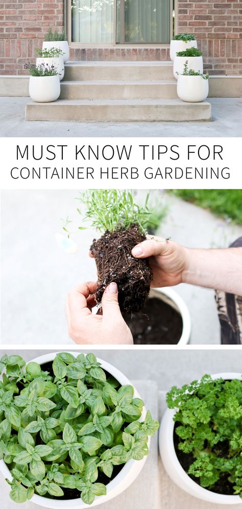 How To Take Care Of Herbs, Gravel Herb Garden, Herbs In Containers Pots, Multi Herb Planter, Patio Herb Garden Ideas Pots, Mini Herb Garden Outdoor, Herb Garden Container Ideas, Potted Herbs Patio, Herb Pots Outdoor