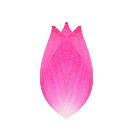 Lotus flower petal on white background | Premium Photo #Freepik #photo #water-lily #waterlily #water-flower #lotus-flower Flower White Background, Photo Water, Flower Symbol, Flowers Petals, Flower White, Flower Petal, Spring Blossom, Single Flower, Botanical Flowers