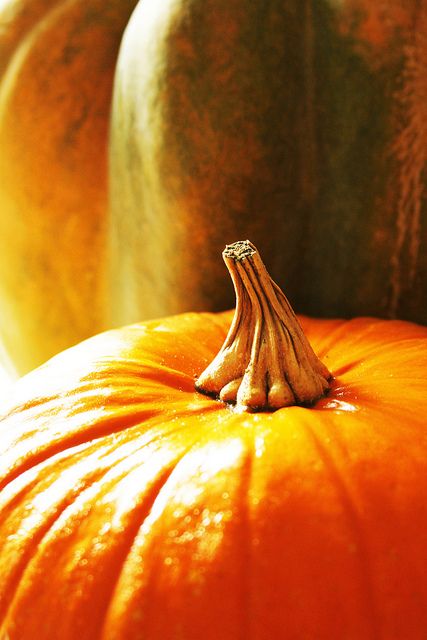 Growing Pumpkins, Crisp Air, Orange You Glad, Orange Pumpkin, Fabulous Fall, Happy Fall Y'all, Autumn Beauty, Best Seasons, Fall Favorites