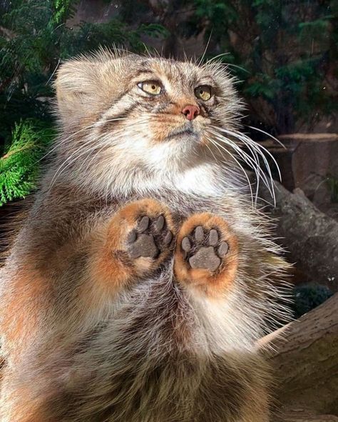 Manul Cat, Small Wild Cats, Pallas's Cat, Exotic Cats, Pretty Animals, Fluffy Animals, Lego Ninjago, 귀여운 동물, Big Cats