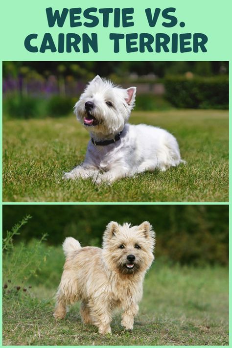 West Highland Terrier vs. Cairn Terrier (What’s the Difference?) Westland Terrier, West Highland Terrier Puppy, Cairn Terrier Puppies, Terrier Mix Breeds, Cairn Terrier Mix, 2 Rabbits, Westie Terrier, Dog Poems, Westie Puppies