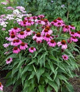 30 Deer-Resistant Perennials - Garden Design Deer And Rabbit Resistant Perennials, Full Sun Deer Resistant Perennials, Flowers That Deer Will Not Eat, Deer Resistant Garden Plans, Deer Resistant Landscaping, Part Sun Perennials, Deer Resistant Annuals, Autumn Flowering Plants, Deer Resistant Shrubs