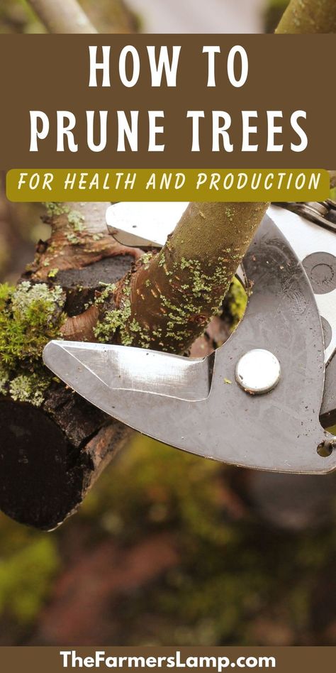 pruning shears on a branch of a tree with words written that read how to prune trees for health and production the farmers lamp dot com How To Prune Trees, Prune Fruit Trees, Pruning Trees, Prune Fruit, Pruning Fruit Trees, Garden Centers, Kinds Of Fruits, Tree Pruning, Bountiful Harvest