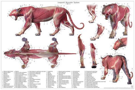 ArtStation - Leopard anatomy model, Jun Huang Leopard Anatomy, Anatomy Chart, Male Figure Drawing, Cat Anatomy, Anatomy Models, Muscle Anatomy, Human Figure Drawing, Cat Spray, Aggressive Dog