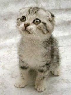 Awww :-) Scottish Fold Kittens, Gatto Carino, Super Cute Cats, Kitten Pictures, Scottish Fold, Saying Sorry, Cute Cats And Kittens, Cute Kittens, Beautiful Cats