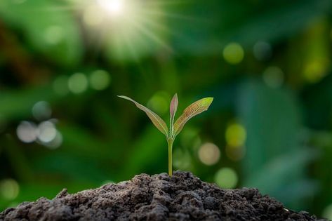 Seedlings grow from fertile soil with br... | Premium Photo #Freepik #photo #seedling #sapling #plant-grow #growing-tree Growing Coffee, World Earth Day, Social Well Being, Pintura Exterior, Seed Germination, Growing Seeds, Photosynthesis, Plant Growth, Earth Day