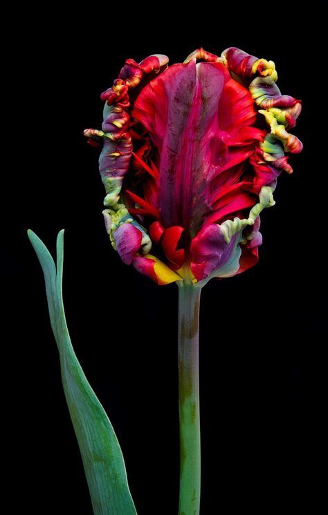 Parrot Tulips Photography, Tulip Types, Tulip Parrot, Rad Tattoos, Types Of Tulips, Colorful Tulips, Parrot Tulip, Story Aesthetic, Parrot Tulips