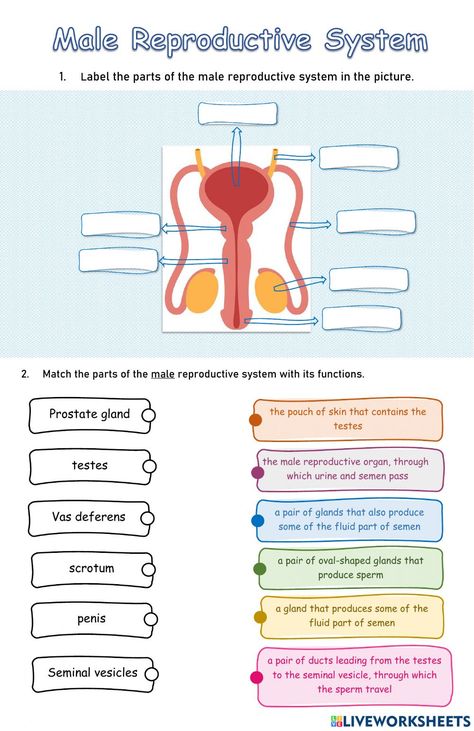 Reproductive System Activities, Reproductive System Worksheet, Changes In Matter, Male Reproductive System, States Of Matter Worksheet, Living And Nonliving, Matter Worksheets, Science Room, Female Reproductive System