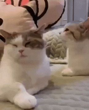 You slap him He slaps someone else Cute Creatures, Cat Gif, Funny Quotes, Medicine, Gif, Cafe, Entertainment, Funny, Quick Saves