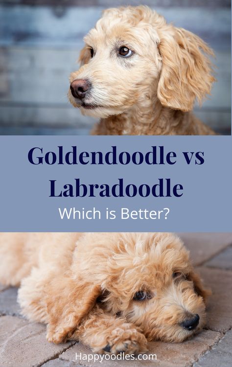 Are you looking for a doodle but can't decide which one to get? Two of the most popular doodles are the Labradoodle and the Goldendoodle. Both of them have great qualities, but you might be wondering which doodle is the best choice for you. Although both Doodles make great companions there are some differences that might make one a better choice for you. Join us as we compare the Goldendoodle vs Labradoodle. Types Of Goldendoodles, Doodle Tips, Trimming Goldendoodle Face, Cartoon Goldendoodle, Labradoodle Vs Goldendoodle, Goldendoodle Temperament, Dog Wellness, Doodle Dogs, Dog Advice