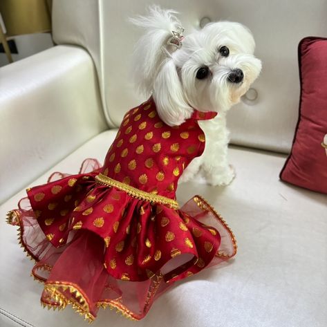 New Ruby Booti Lehenga dress ♥️✨ - Easy velcro closure around neck & chest - Also customisable in Haldi Yellow, Mehendi Green and Aqua 💛💚🩵 #lehenga #lehengacholi #dogdress #doginwedding #dogsatweddings #dogoutfit #indianweddingwear #dogmom #coochipoopuppy Dog bridesmaid, dog mom, pawrents getting married, dogs in wedding, dog ethic dress Dog Indian Wedding, Dog Indian Outfit, Ethic Dress, Dogs In Wedding, Dog Bridesmaid, Culture Dress, Lehenga Dress, Indian Bridal Dress, Wedding Plan