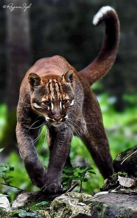 Asian Golden Cat, Golden Cat, Exotic Cats, Interesting Animals, Pretty Animals, Majestic Animals, Cheetahs, Silly Animals, Cute Wild Animals