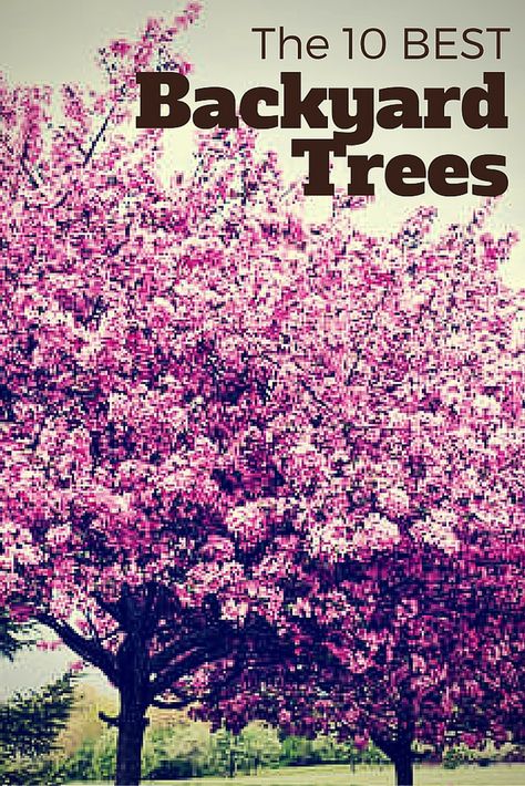 Backyard Trees Landscaping, Creek Landscaping, Backyard Trees, Landscaping Trees, Travel Sketchbook, Pink Tree, Large Backyard, Dry Creek, Landscape Designs