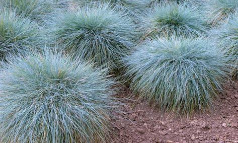 Elijah Blue Fescue, Drought Tolerant Grass, Festuca Glauca, Fescue Grass, Blue Fescue, Ornamental Grass, Coastal Gardens, Hardy Plants, Sun And Water