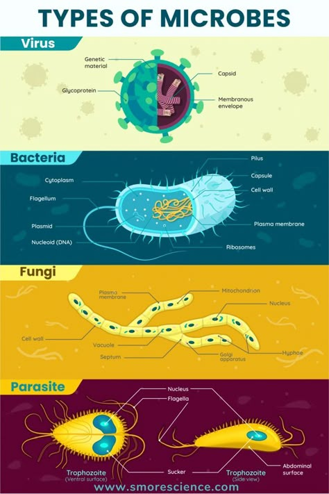 #microbes #Viruses #bacteria #fungi #parasites #organisms #science #scienceforkids #sciencemagazine #stem #stemeducation #stemforkids Micro Organisms Microscopic Images, Pathogenic Microbiology, Microscopic World, Archea Bacteria, Microorganisms Project, Viruses Microbiology, Fungi Cell, Fungi Microbiology, Microbiology And Parasitology