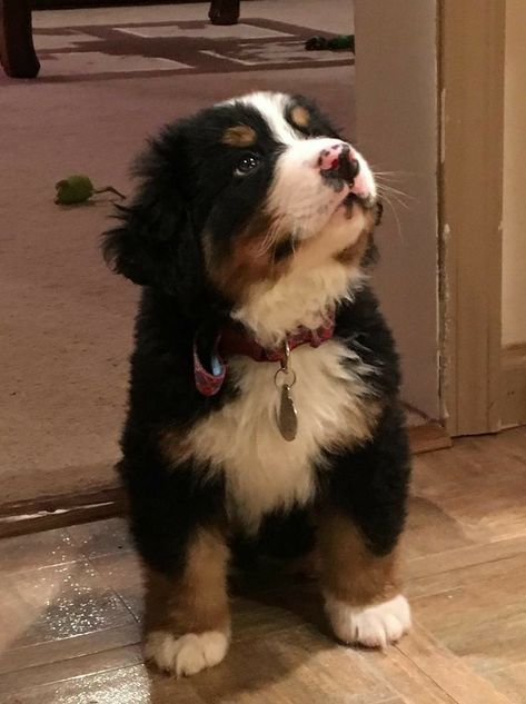 Berner Sennen Puppy, Burnese Mountain Dog, Burmese Mountain Dogs, Bernese Mountain Dog Puppy, Pretty Animals, Mountain Dog, Bernese Mountain, Fluffy Animals, Cute Dogs And Puppies