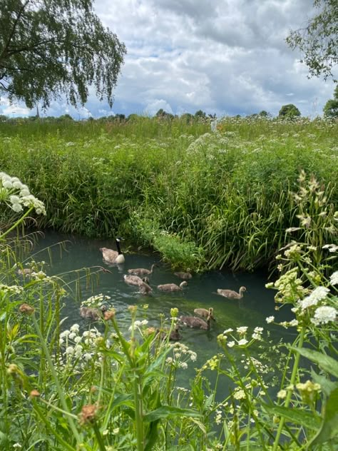 #spring #nature #countryside #goslings #goose #stream #wildlife #spring #baby Austrian Countryside, Grey November, Spring Countryside, Nature Countryside, Big Cottages, Dog Farm, Heaven Is Real, Country Spring, Cottagecore Garden