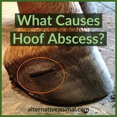 Horse Farm Ideas, Horseback Riding Tips, Horse Hoof, Healthy Horses, Natural Pain Relievers, Horse Care Tips, Horse Info, Hoof Care, Horse Anatomy