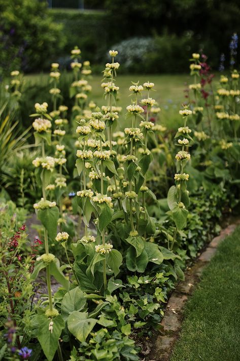 — PHLOMIS RUSSELIANA Phlomis Russeliana, Dry Gardens, Mediterranean Garden Design, Easy Perennials, Drought Tolerant Perennials, Low Water Gardening, Sage Plant, Drought Resistant Plants, Drought Tolerant Garden