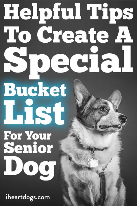 Making the perfect list means thinking like a dog. Doggie Bucket List, Senior Dog Bucket List, Dogs Last Day Ideas, Puppy Preparation, Dog Last Day, Dog Bucket List, Puppy List, Dog Friendly Vacation, Dog Trailer