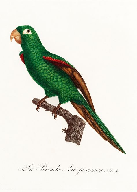 The Eclectus Parrot, Eclectus roratus from Natural History of Parrots (1801—1805) by Francois Levaillant. Original from the Biodiversity Heritage Library. Digitally enhanced by rawpixel. | free image by rawpixel.com Bird Animation, Parrot Illustration, Red Parrot, Bird Illustrations, Vintage Parrot, Parrots Art, Bird Poster, Tropical Wall Art, Extinct Animals